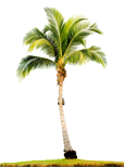 imgcoconuts