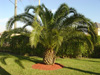 Palm trees