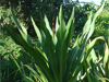Plants & Palms