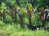 Plants & Palms