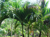 Plants & Palms