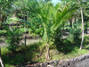 Plants & Palms
