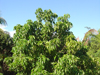 Plants & Palms