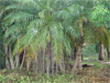 Plants & Palms