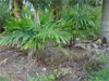 Plants & Palms