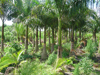 Plants & Palms