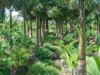 Plants & Palms