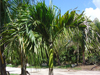 Plants & Palms