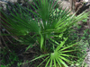 Plants & Palms