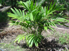 Plants & Palms