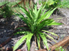 Plants & Palms