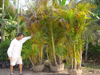 Plants & Palms