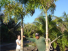 Plants & Palms